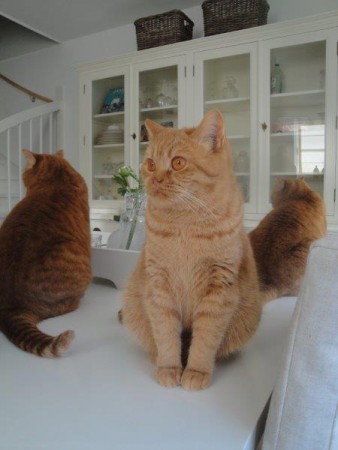 Onze mooi meid Badu...met haar prachtige ogen!!...