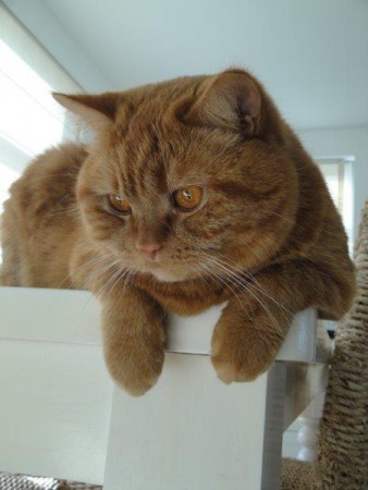 Lekker even op tafel hangen.....