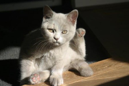 Kaïndaatje nog maar een paar weekjes jong!!.......