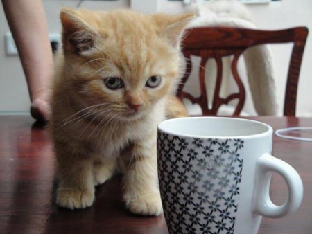 Lekker aan de koffie......