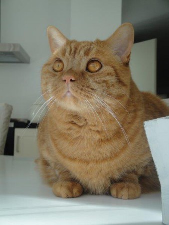 Hier heeft mijn vrouwtje een kerstkaart van gemaakt ....