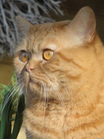 Oh ....... vogeltjes!!!!....prrrrrrr