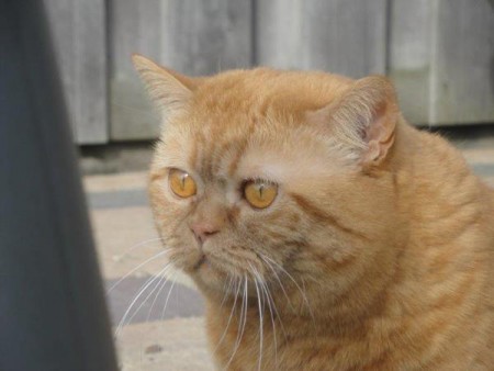 Sayang met haar ernstige blik......