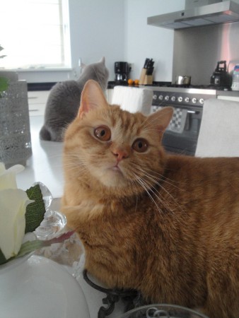 Lekker op tafel in haar favoriete dienblaadje....