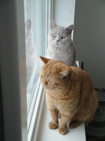 Saampjes vogeltjes kijken