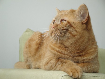 Wat een PRACHTIGE meid is het toch!!!!