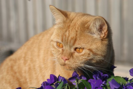 Wat ruiken die viooltjes lekker!!!!!!!!........