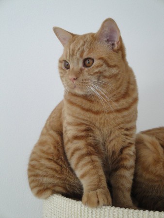 Lekker ding op zijn mooie krabton.....