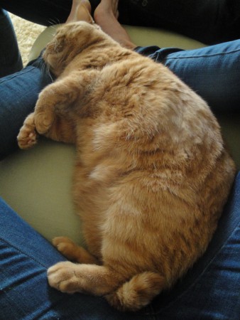 Zo fijn zo bij het vrouwtje liggen........wat een heerlijk leventje.