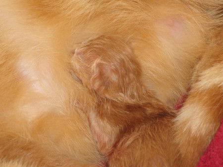 Lekker bij mama drinken.