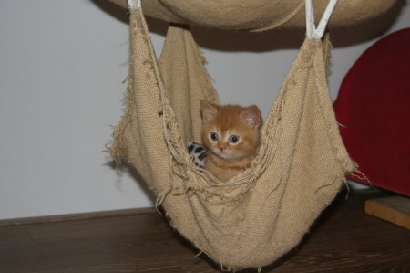 Lewis in de trapeze..